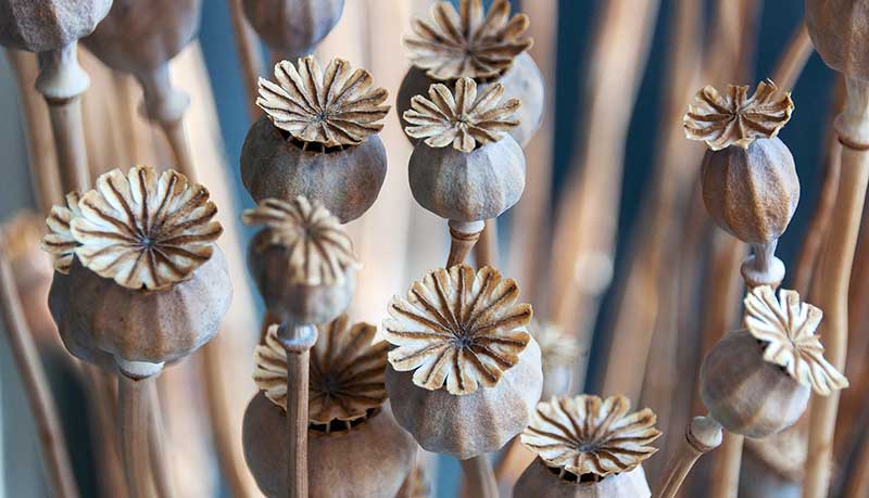 Dried flowers have become increasingly popular for weddings